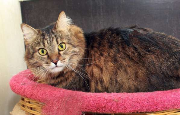 Кот в добрые руки. Сибирячок Стёпа в Калуге фото 10