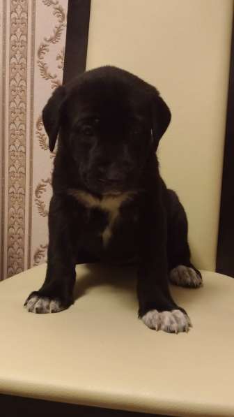 Щенки Алабая в Москве фото 3