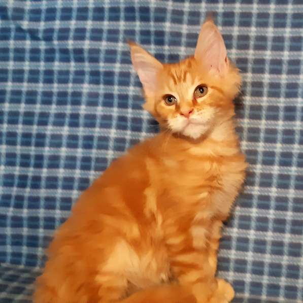 Рыжики из питомника в Екатеринбурге фото 72