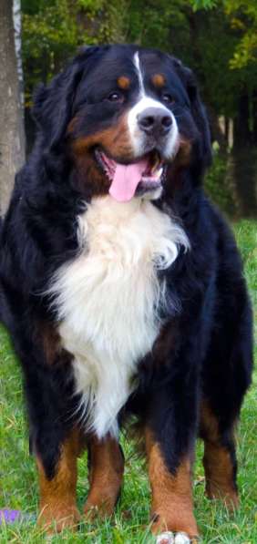 Щенки бернского зенненхунда из питомника в Москве фото 4