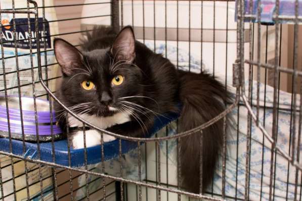 Сладкий Панкейк ищет нежную семью