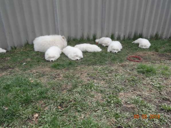 Щенки самоеда Не дорого в Кургане фото 3