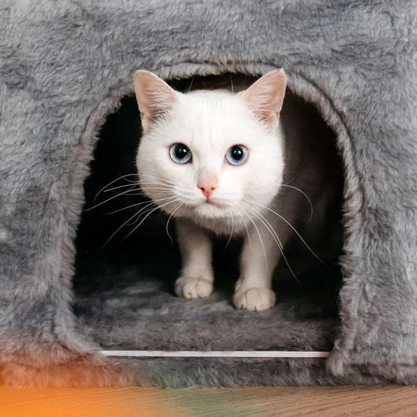 Белый синеглазый кот Топаз в добрые руки в Москве фото 3