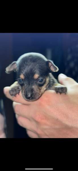 Мини той терьер в Волгограде фото 4