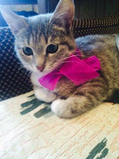 Отдам даром Очаровательный серый котенок в Москве фото 4