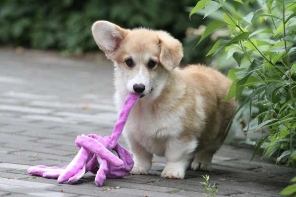 Вельш корги пемброк