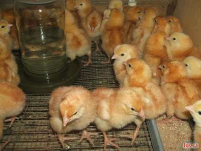 Суточные цыплята Ломан Браун в Тихорецке фото 4