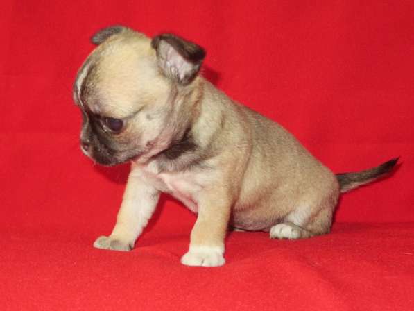 Чихуа девочка в Санкт-Петербурге фото 4