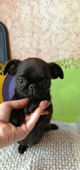 Пти-брабансон миниатюрная девочка в Москве