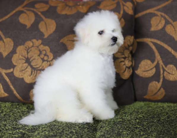 Bichon Frize. Boy