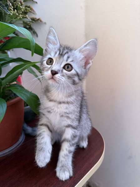 Котята в Чебоксарах фото 3