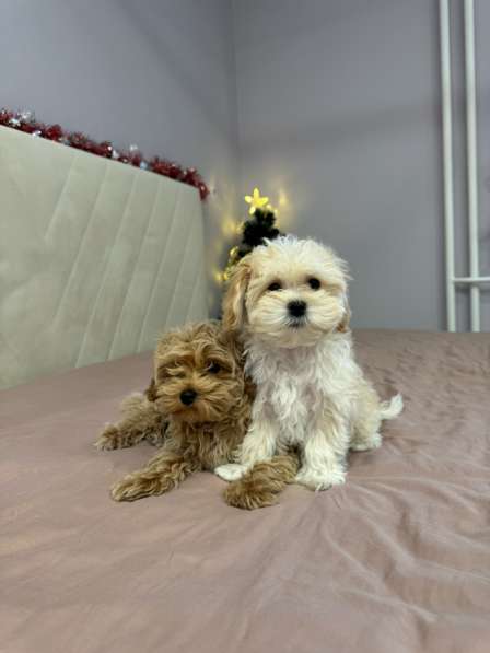 Продам мальтипу