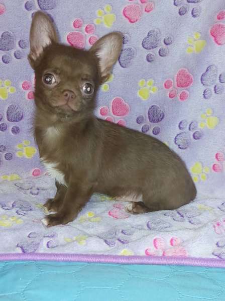Chihuahua. Chocolate boy