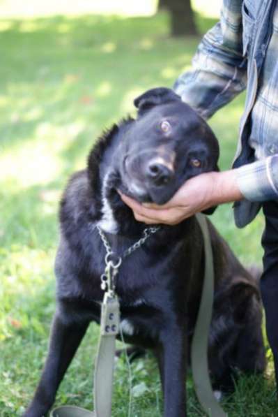 Отдам даром Роскошный пес Барт в Санкт-Петербурге фото 5