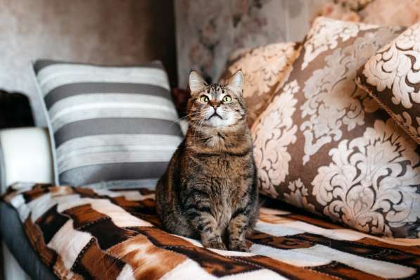 Ручная ласковая кошка Музыка с кисточками на ушах в дар в Москве фото 3