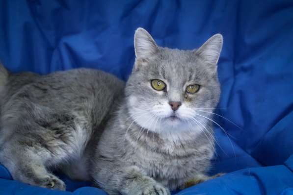 Кошка Сабрина даром в Москве фото 3