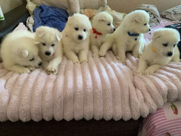 Щенки самоеда в Верхней Пышмы