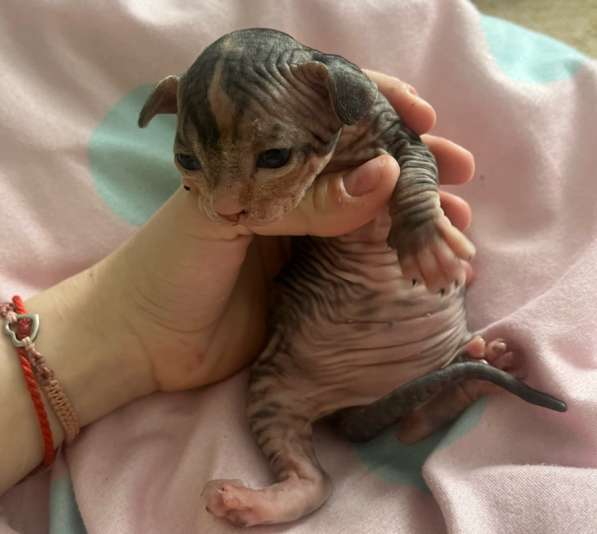 Котёнок Сфинкс девочка в Калуге