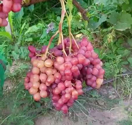 Саженцы винограда Южного Подмосковья