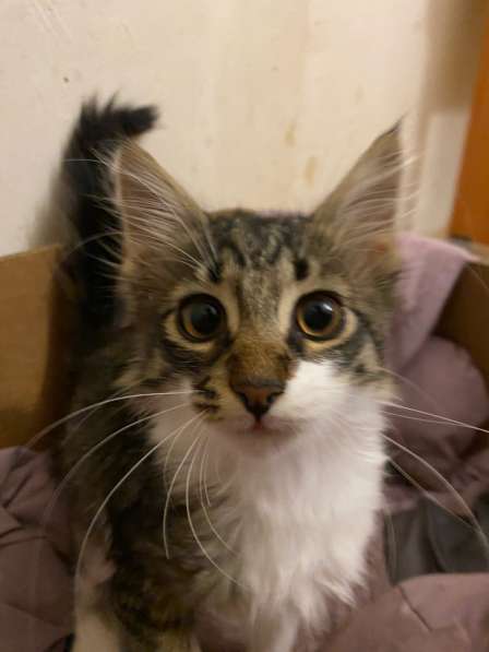 Отдам котенка в добрые руки, мальчика