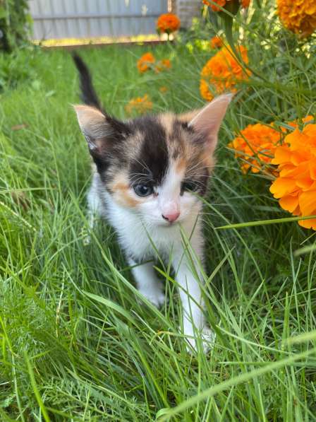 Котята в добрые руки в Твери фото 5