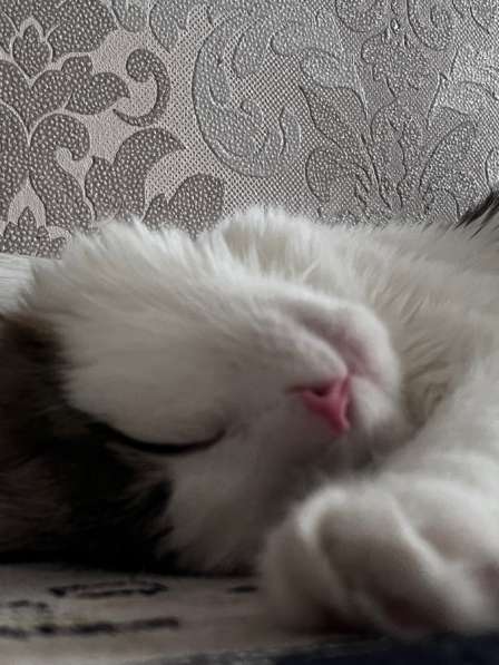 Кошечку (6 мес) в добрые руки