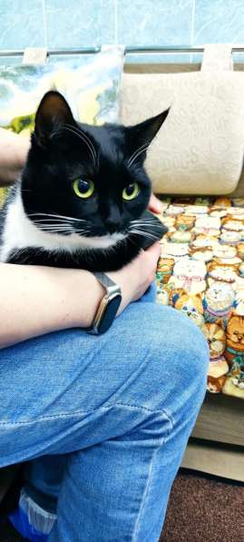 Кошечка Ромашка в добрые руки в Москве фото 4