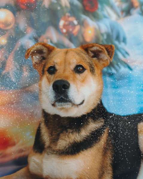 Толстушка ждёт родителей! в Москве фото 3