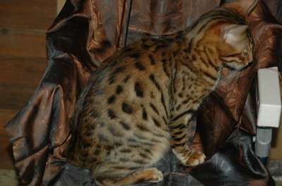 Бенгальские котята в Люберцы фото 6