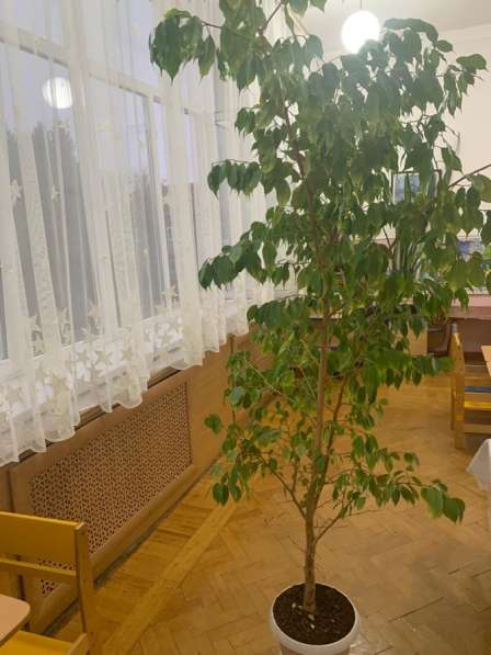 Цветок Фикус Бенджамина