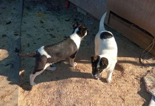 Маленькие хорошенькие хвостики в Санкт-Петербурге фото 16