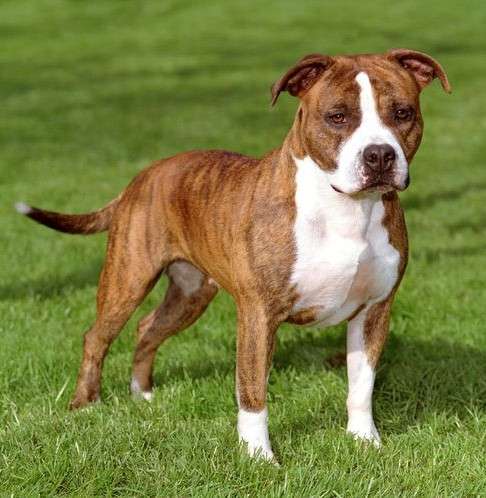 Puppies of different breeds в фото 19