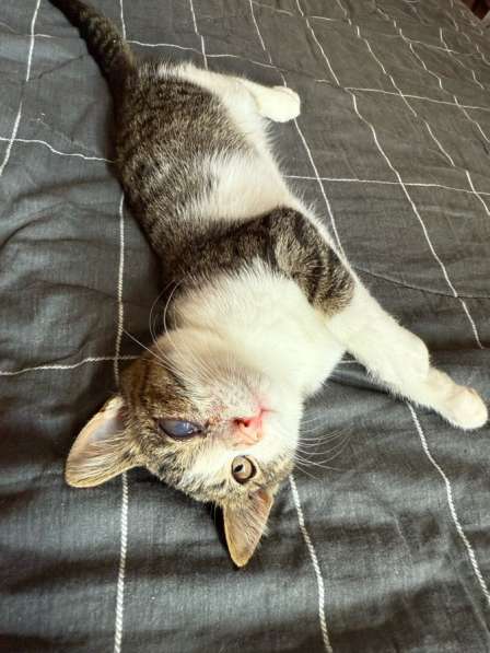 Отдам котика в добрые руки?