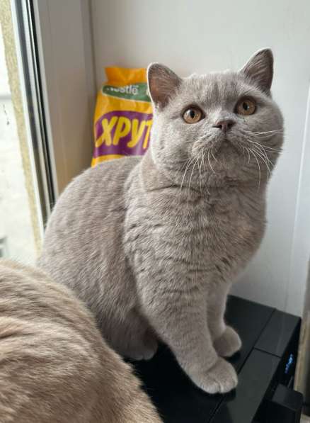 Британские котята