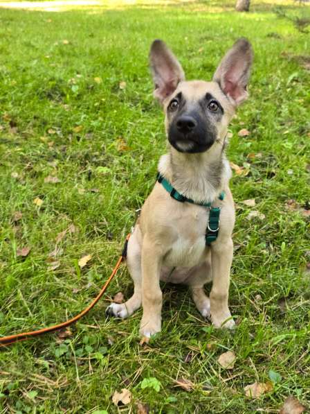 Небольшая и весёлая Шелби