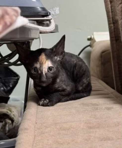 Котята Корниш-рекс в Москве фото 4