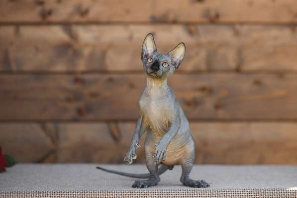 Питомник Эльфов, бамбино, Двэльфов, сфинксов в Находке фото 11