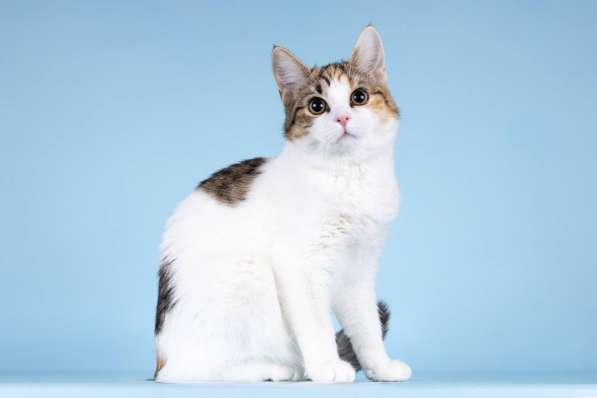 Для котёнка-подростка Ники ищем самые добрые руки