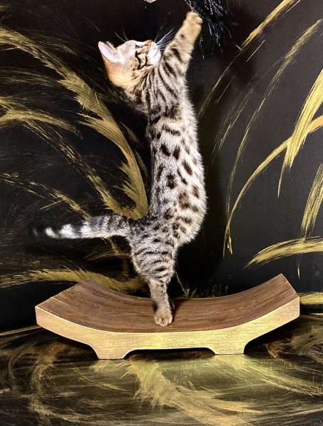 Девочка манчкин шоу класса в Нижнем Новгороде фото 6