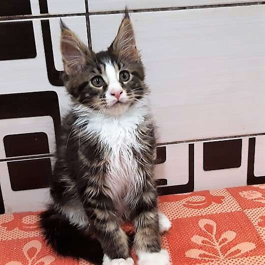 Котята породы мейн-кун из питомника Arktur в Екатеринбурге фото 15