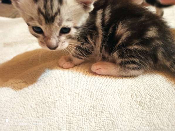 Котята породы Сококе +- три недели, мальчик и две девочки. Б в Подольске фото 10