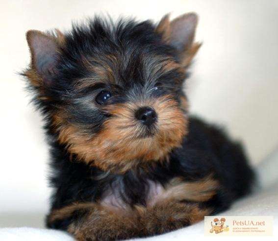 Продаются щенки йоркширкого терьера в Москве