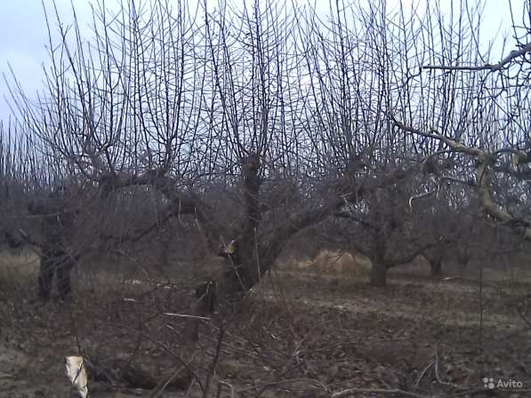 Обрезка и формировка плодовых деревьев, винограда