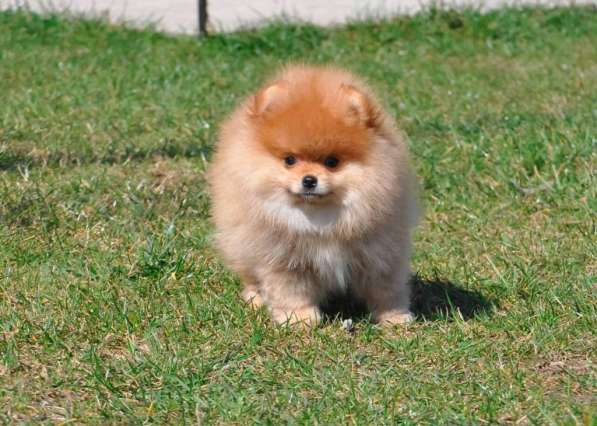 Мини-мишка девочка померанского шпица. Крошечная в фото 4