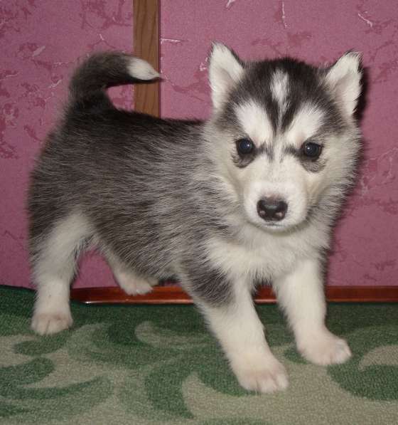 Щенки хаски Хороший выбор в Москве фото 9