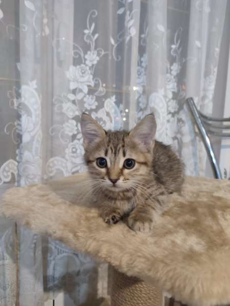 Котята 2.5 месяца в Ивантеевка фото 5