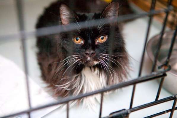 Яркая Блёстка ищет лучшего друга