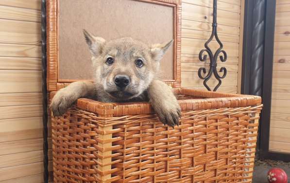 Чехословацкая волчья собака, щенки в Калуге фото 3