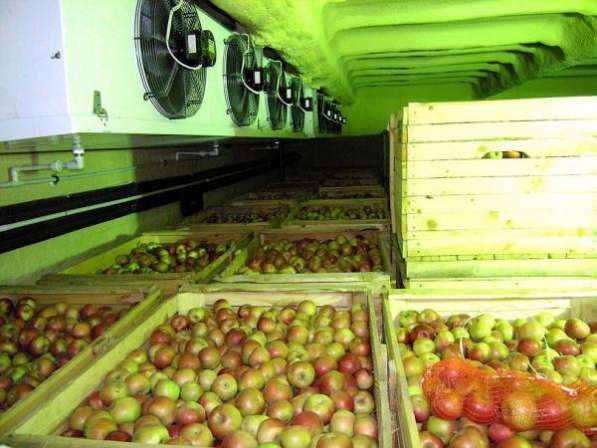 Монтаж холодильных камер для хранения яблок в Крыму в Симферополе фото 12
