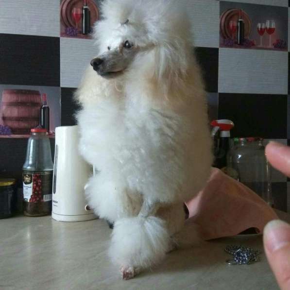 Пудели Той и Карликовые в 